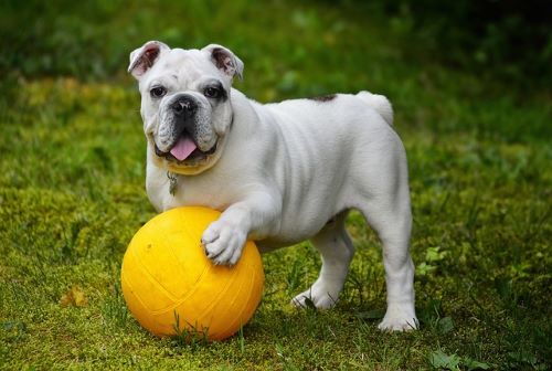 chien avec ballon