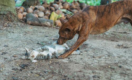 chien et chat conflit