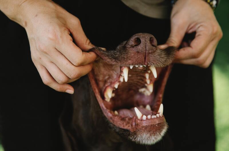 prendre soin dents chien
