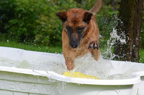 rafraichir chien piscine